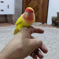 کوتوله|پرنده|مشهد, محمدآباد|دیوار