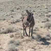 الاغ