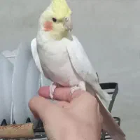 عروس هلندی نر سخنگو و