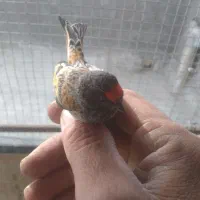 سهره گلبسر نر