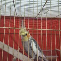 طوطی|پرنده|قم, قلعه کامکار|دیوار
