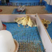 جوجه قوغاز میکس خالماگورلیندا