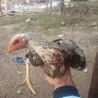 جوجه خروس لاری و مرغ