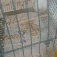 عروس البینوبا۴تاتخم