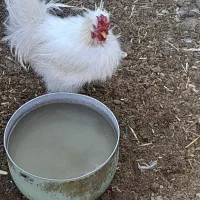 خروس ابریشمی