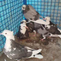 جوجه کبوتر|پرنده|سیرجان, |دیوار