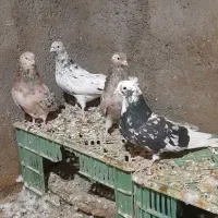کبوتر سرور