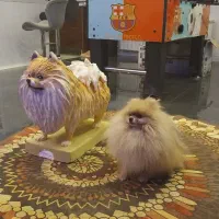 مجسمه‌سازی و نقاشی|مجسمه، تندیس، ماکت|کوهدشت, |دیوار