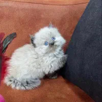 گربه بریتیش عروسکی