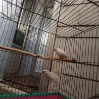 فنچ|پرنده|زرند, |دیوار