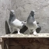 فروش فوری کبوتر