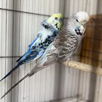 مرغ عشق انگلیسی پروانه ای کاکلی طوطی کبوتر مرغ