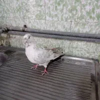 گرفتنی ساختمون بلند|پرنده|قم, حاج زینل|دیوار