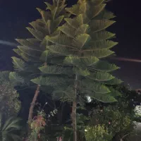 کاج مطبق|گل و گیاه طبیعی|رحیمآباد, |دیوار