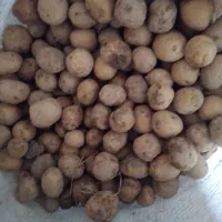 سیب وازد ریز