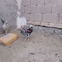 خروس گلین ریشو پنگوئنی چهل تاج|حیوانات مزرعه|ری, هاشمآباد|دیوار