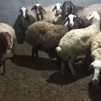 گوسفندمیش آبستن