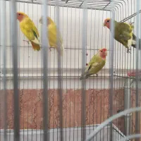 طوطی برزیلی|پرنده|شاهرود, |دیوار