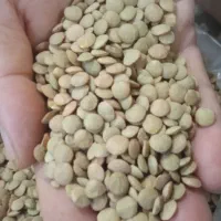 برنج لنجان وحبوبات|خوردنی و آشامیدنی|ایذه, |دیوار