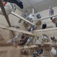 کبوتر|پرنده|رباط‌کریم, رباط‌کریم|دیوار