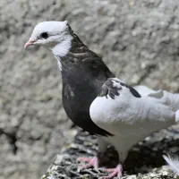 کبوترطوقی|پرنده|چابهار, |دیوار