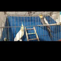 عروس هلندی معاوضه