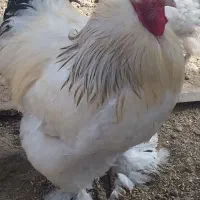 تخم مرغ امپراطور(برهما)