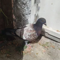 جفت کبوتر طاووسی