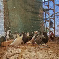 جوجه آلمانی مسافتی