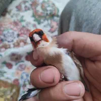 سهره چونه سفید باز