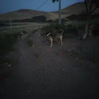 سگ عراقی ماده