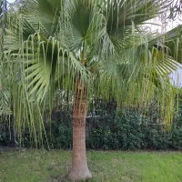 پالم فن چینی|گل و گیاه طبیعی|بندر انزلی, جزیره|دیوار