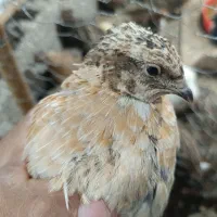 بلدرچین ژاپنی ممتاز گوشتی و تخمگذار