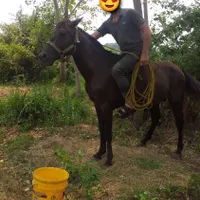 اسب نریان