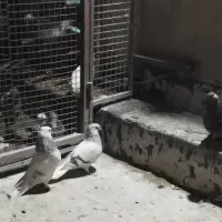 سه عدد کفتر دم سفید