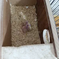 3 جفت طوطی عروس با جوجه نر و ماده تکی هم هست|پرنده|بندر ماهشهر, |دیوار