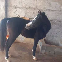 اسب نریان درشوری