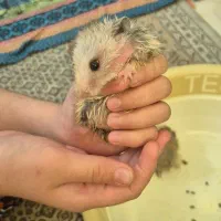 همستر|موش و خرگوش|شیراز, ریشمک|دیوار