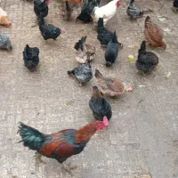 تخم مرغ محلی نطفه دار|حیوانات مزرعه|شیراز, بازار|دیوار