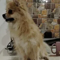 پامرانین لوس بغلی