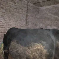 فروش دو راس گاو نر گوشتی|حیوانات مزرعه|مرند, |دیوار