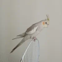 عروس هلندی ( جوجه ۶ ماه)