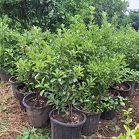 شمشاد سبز پیوندی  سطل ۱۰