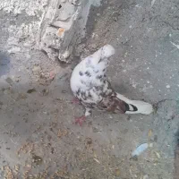 کبوتر سالم|پرنده|دهگلان, |دیوار