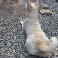 سگ پشمالو و گوش تیز|سگ|تربتحیدریه, بوستان باغ ملی|دیوار