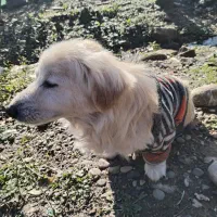 سگ گمشده|حیوانات|رشت, گیل|دیوار