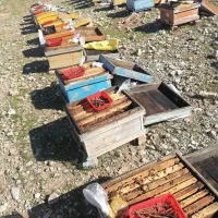 فروش قاپ و پوکه زنبور عسل