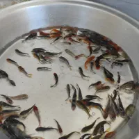 ماهی قرمز|ماهی|اردبیل, |دیوار