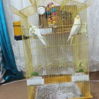 یک جفت عروس هلندی آماده تخم گذاری