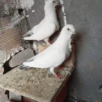 جفت سفید دم سیاه فری|پرنده|مشهد, رباط طرق|دیوار